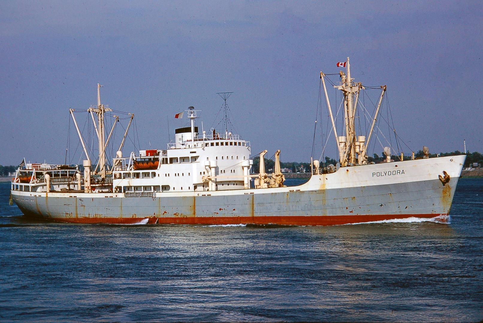 Polydora